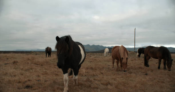 istock Horses in the mountains in Iceland. 899708468