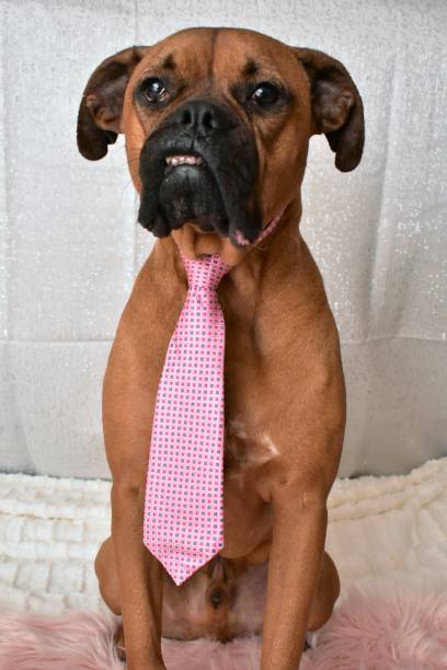 istock Boxer Breed Dog Valentine's Day Portrait 899708626