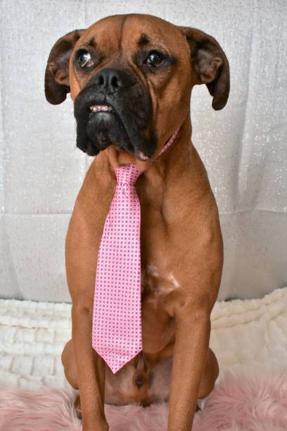 istock Boxer Breed Dog Valentine's Day Portrait 899708630