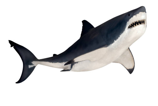 Shark isolated on white background Sharks are an apex predator at or near the top of their marine food chains shark photos stock pictures, royalty-free photos & images