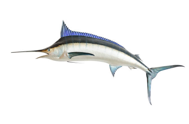 makaire bleu monté - swordfish photos et images de collection