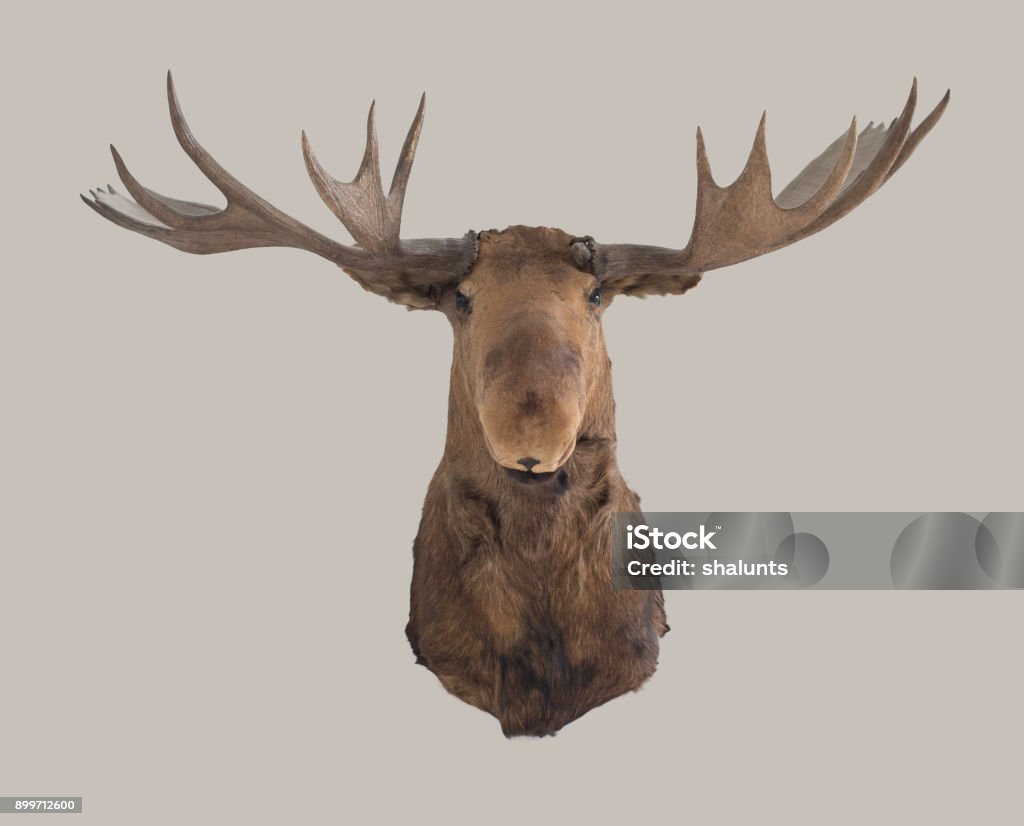 Moose head on the wall The moose or elk, Alces alces, is the largest extant species in the deer family. Moose Stock Photo