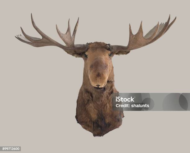 Moose Head On The Wall Stock Photo - Download Image Now - Moose, Head, Taxidermy