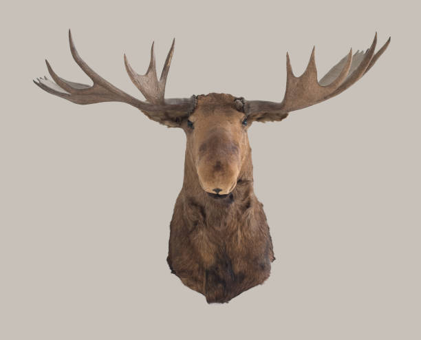 cabeça de alce na parede - deer stag wall animal head - fotografias e filmes do acervo