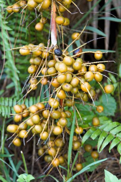 Green unripe saw palmetto berries. Alt medicine plant. Green unripe saw palmetto berries in tropical environment in south Florida. Berries are harvested for alt medicine nutritional supplements. saw palmetto stock pictures, royalty-free photos & images