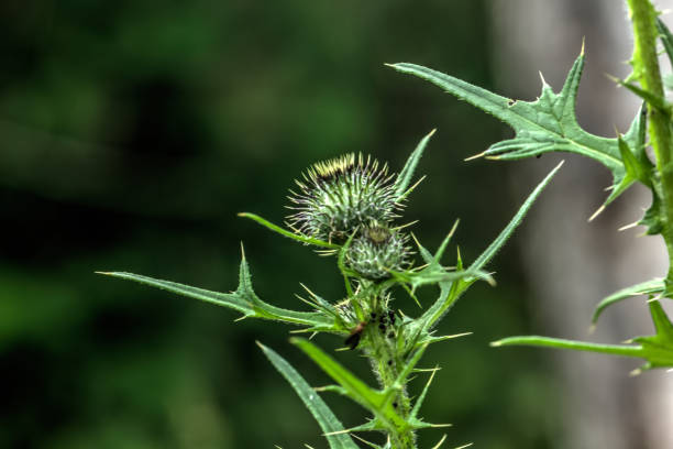 Musk bristlethistle. Field flower. The carduus flower growing on a summer meadow. bristlethistle stock pictures, royalty-free photos & images