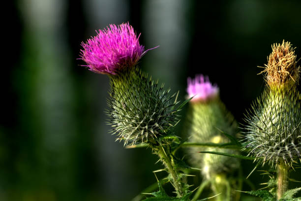 Musk bristlethistle. Field flower. The carduus flower growing on a summer meadow. bristlethistle stock pictures, royalty-free photos & images