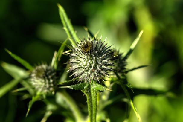 Musk bristlethistle. Field flower. The carduus flower growing on a summer meadow. bristlethistle stock pictures, royalty-free photos & images