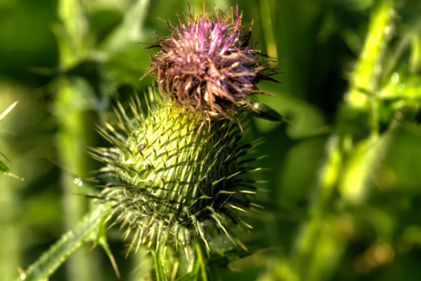 Musk bristlethistle. Field flower. The carduus flower growing on a summer meadow. bristlethistle stock pictures, royalty-free photos & images