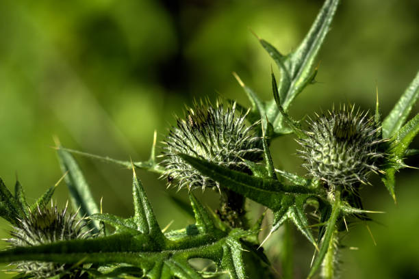 Musk bristlethistle. Field flower. The carduus flower growing on a summer meadow. bristlethistle stock pictures, royalty-free photos & images