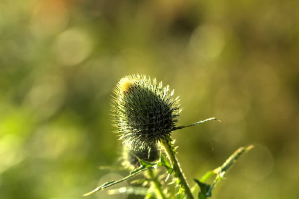 Musk bristlethistle. Field flower. The carduus flower growing on a summer meadow. bristlethistle stock pictures, royalty-free photos & images