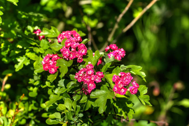istock Hawthorn flowers. Summer garden. 899715746