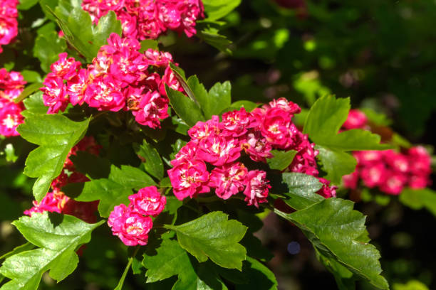 istock Hawthorn flowers. Summer garden. 899715750