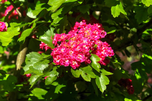 istock Hawthorn flowers. Summer garden. 899715770