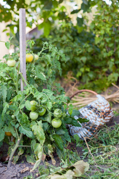 istock Green tomatoes with a basket in the background 899716600