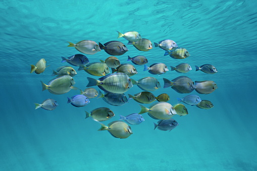 Tropical fish schooling (doctorfish and surgeonfish) below ripples of water surface in the ocean