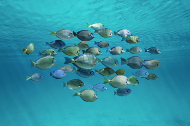 Tropical fish schooling below ripples of surface Tropical fish schooling (doctorfish and surgeonfish) below ripples of water surface in the ocean acanthuridae photos stock pictures, royalty-free photos & images