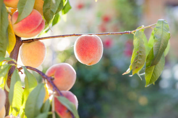 istock A branch of ripe peaches ready to be picked 899716788