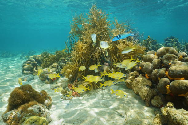 istock Tropical reef fish underwater swimming near corals 899719086