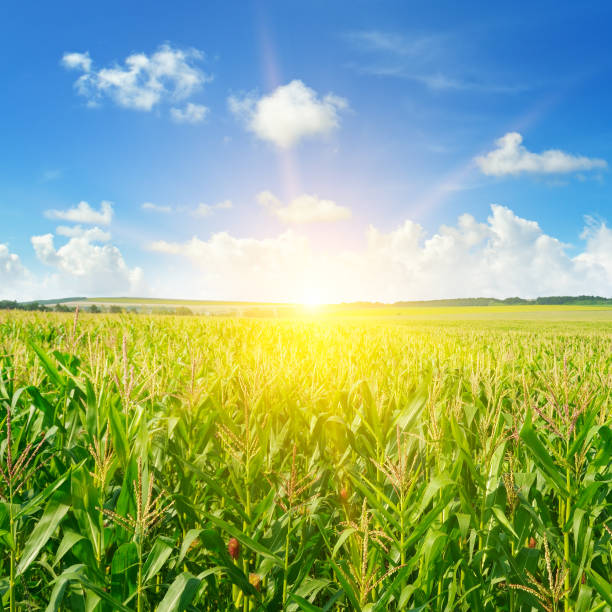 istock Green corn field and bright sunrise against the blue sky. 899719104
