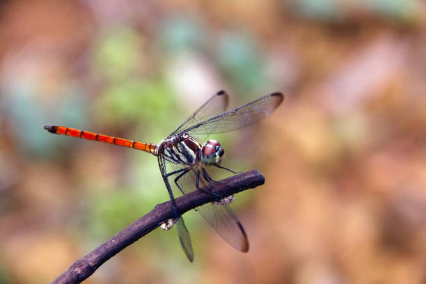 istock Closeup Dragonfly Island on a branch 899719578