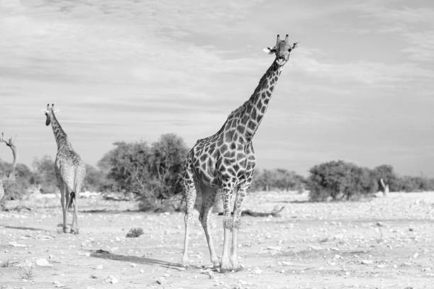 istock Giraffes at Klein Namutoni 899730956