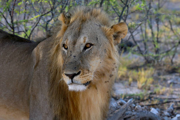 istock Young male lion in Etosha National Park 899730962