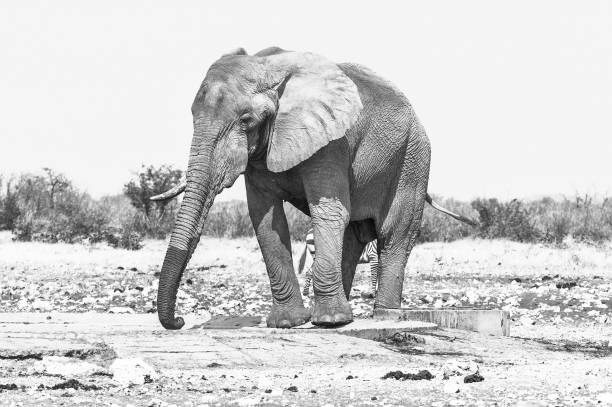 istock Monochrome African elephant, Loxodonta africana 899731002