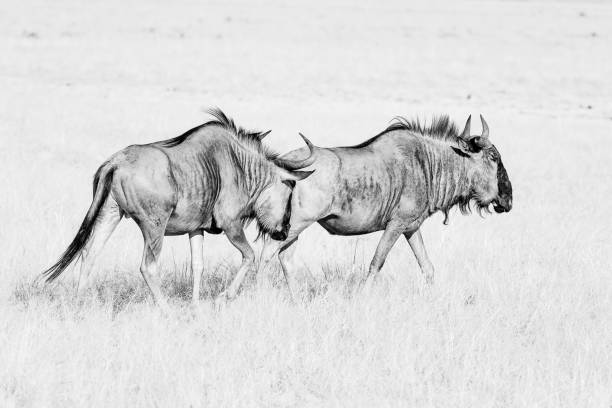 istock Two blue wildebeest in monochrome 899731582