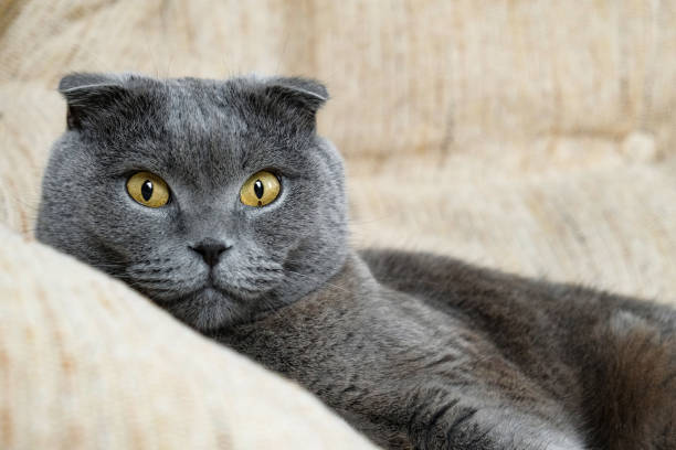 istock portrait of a Scottish fold cat 899732886