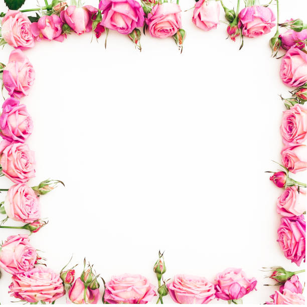 istock Flower border frame of pink roses on white background. Flat lay, Top view. 899736202