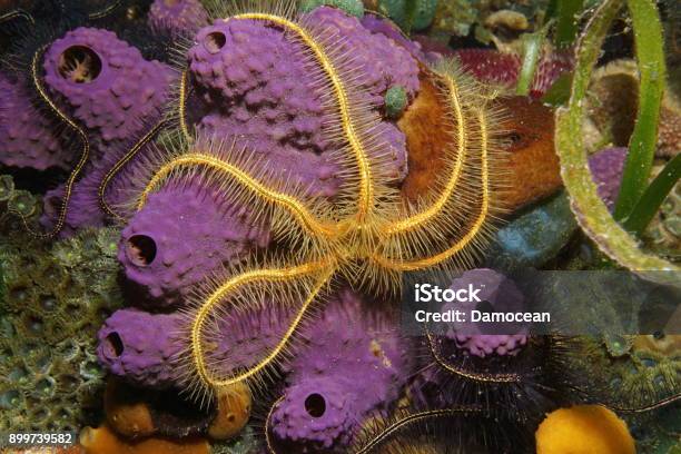 Underwater Creature A Brittle Star Over Sponge Stock Photo - Download Image Now - Brittle Sea Star, Animal, Animal Wildlife