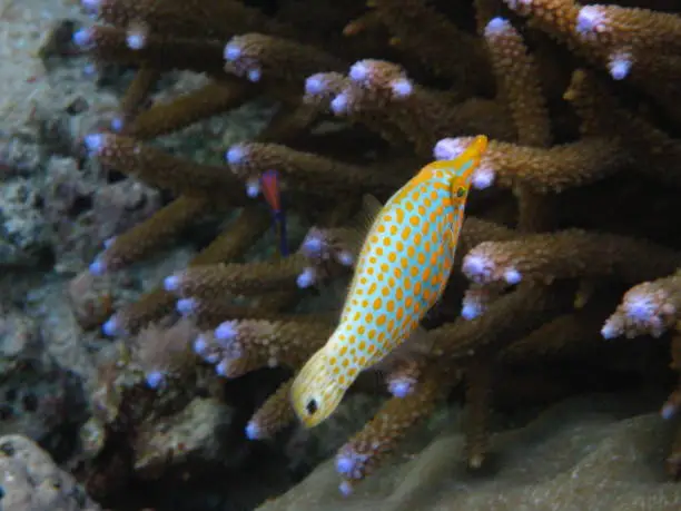 Beaked Leatherjacked spotted while snorkelling at Lalomanu, Samoa