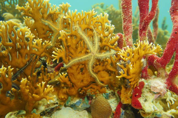 istock Underwater creature brittle star on coral 899740168