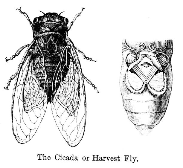 19th century engraving of a 'The Cicada or Harvest Fly'; Victorian entomology and study of insects Sunday Magazine 1890 1890 Taken from the Sunday Magazine of 1890 cicada stock illustrations