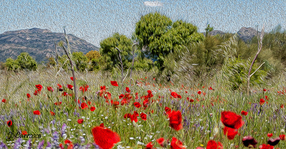 Spring arrives, the color of poppies arrives.