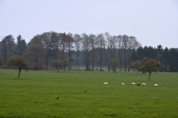 istock Countryside around Beaufort, Luxembourg 899740678