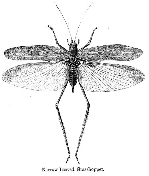 istock 19th century engraving of a 'Narrow-Leaved Grasshopper' with its wings outstretched; Victorian study of insects and wildlife entomology  Sunday Magazine 1890 1890 899740688