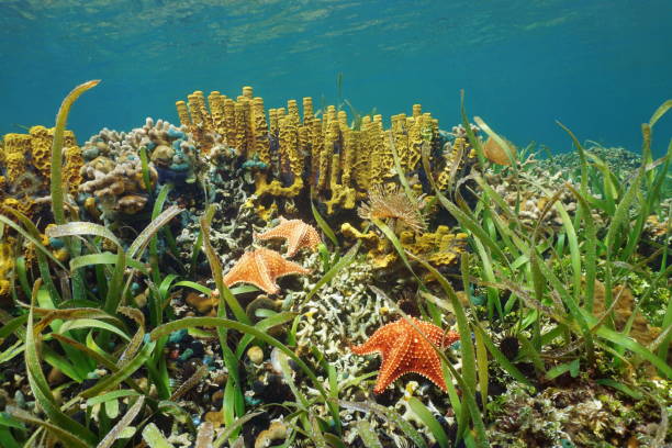 istock Underwater in a Caribbean coral reef with starfish 899741150