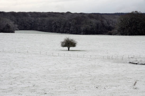 istock Winter scenery in Luxembourg 899743416