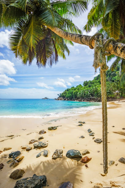 istock rope swing on a palm on seychelles beach 899743632