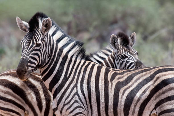 istock Zebras in Etosha National Park 899743810