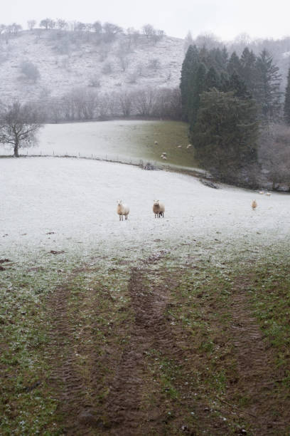 istock Grassy and Snowy Field with Sheep 3 899744220