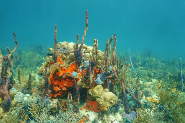 istock Underwater landscape on a coral reef with sponges 899746802