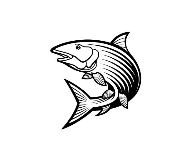 ilustraciones, imágenes clip art, dibujos animados e iconos de stock de pez hueso - bonefish
