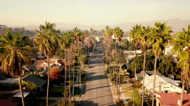 Aerial through Palm Trees in Pasadena, CA
