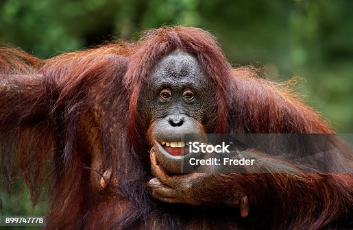 14,692 Monkey Smiling Stock Photos, Pictures & Royalty-Free Images - iStock  | Animal smiling, Chimpanzee, Unicorn