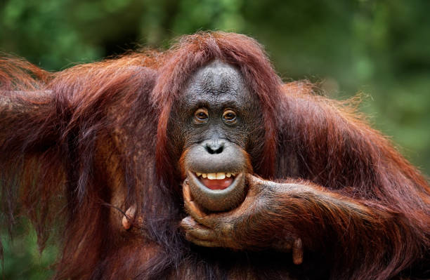 keep smiling close-up of a funny orangutan monkey stock pictures, royalty-free photos & images