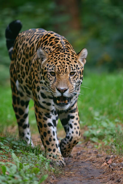 approaching jaguar close-up of a jaguar (panthera onca) running towards viewer predator teeth stock pictures, royalty-free photos & images