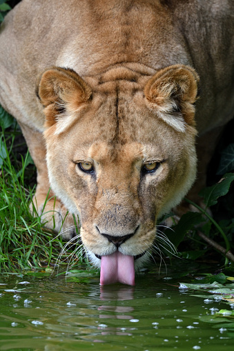 close-up of a lioness drinking water